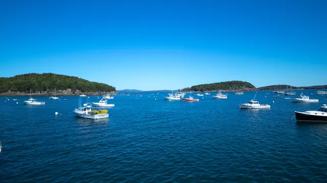A Maine working harbor with moored lobster boats below a pine-lined shore